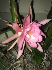 Disocactus ackermannii