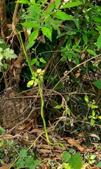 Ahaetulla farnsworthi