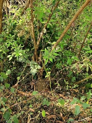 Ahaetulla farnsworthi