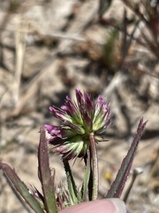 Trifolium palmeri