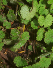 Hydrocotyle moschata moschata