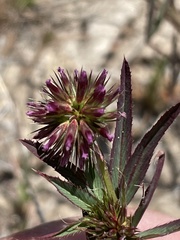 Trifolium palmeri