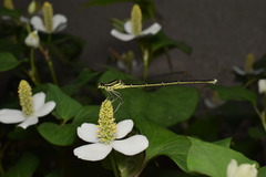 Pseudocopera annulata