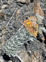 Acmispon argophyllus adsurgens