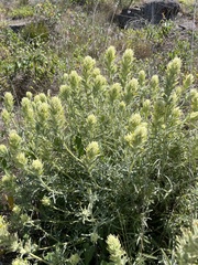 Castilleja grisea