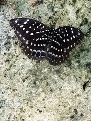 Lexias