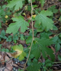 Ribes menziesii