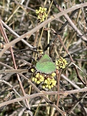Callophrys dumetorum perplexa