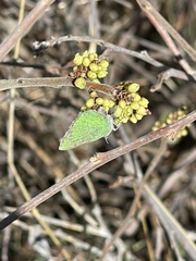 Callophrys dumetorum perplexa