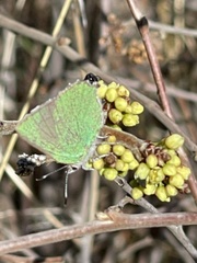 Callophrys dumetorum perplexa