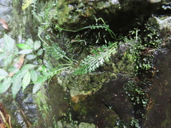 Asplenium prolongatum
