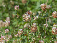 Trifolium vesiculosum