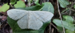 Scopula benitaria