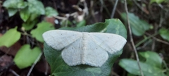 Scopula benitaria
