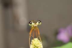 Pseudocopera annulata