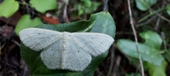 Scopula benitaria