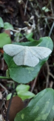 Scopula benitaria