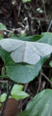 Scopula benitaria
