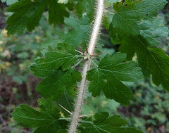 Ribes menziesii