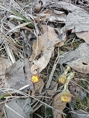 Tussilago farfara