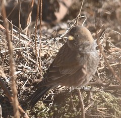 Leucosticte arctoa