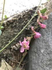 Delphinium purpusii