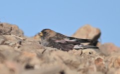 Asian Rosy-Finch photo 4