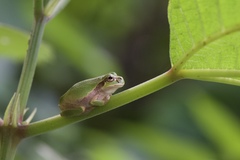 Hyla japonica