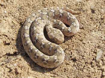 Egyptian Saw-scaled Viper