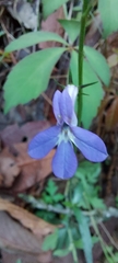 Lobelia sublibera