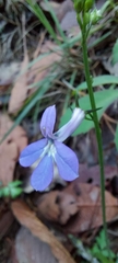 Lobelia sublibera