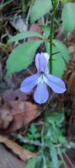Lobelia sublibera