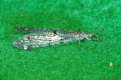 Distoleon tetragrammicus