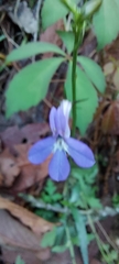 Lobelia sublibera