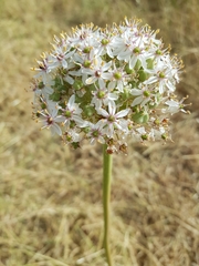 Allium basalticum