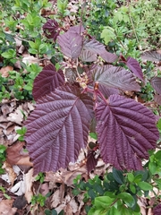 Corylus maxima