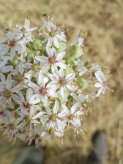 Allium basalticum