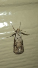 Acrolophus mortipennella