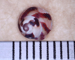 Cantharidella picturata