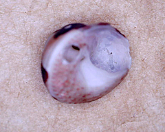 Cantharidella picturata