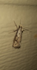 Acrolophus mortipennella