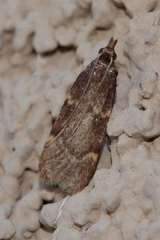 Aglossa electalis