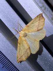 Neoterpes edwardsata