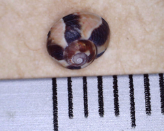 Cantharidella picturata