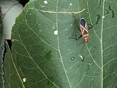 Dysdercus decussatus