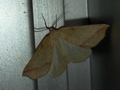 Neoterpes edwardsata