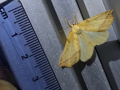 Neoterpes edwardsata