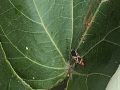 Dysdercus decussatus