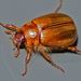 Grass Grub Beetle - Photo (c) Steve Kerr, some rights reserved (CC BY), uploaded by Steve Kerr