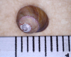 Cantharidella picturata